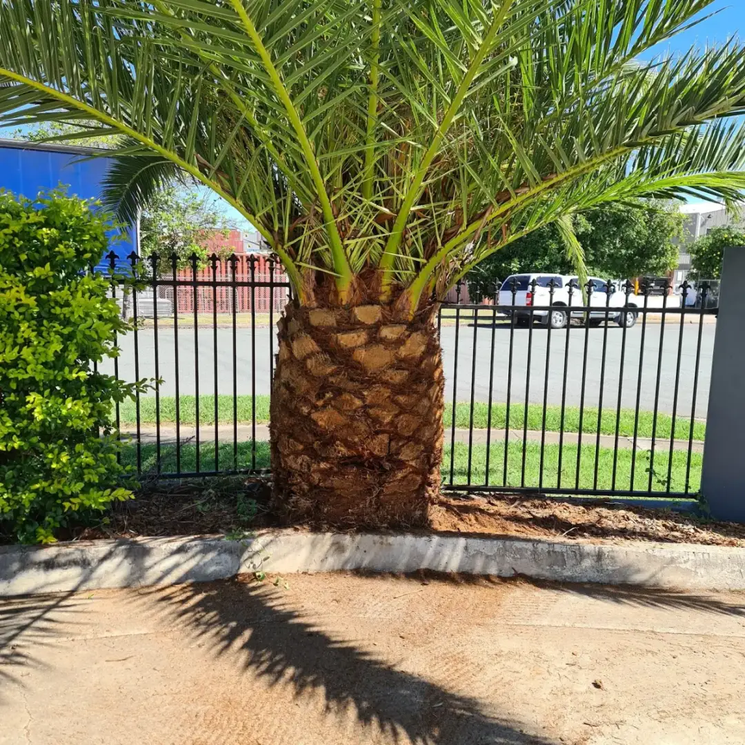 Tidy, well-kept front yard maintained by Maslens Mowing Services in Margate